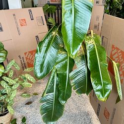 Bird of Paradise (Strelitzia Nicolai)