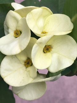 Corona de cristo flor grande