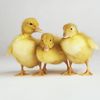 Three Little Ducks 