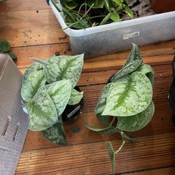 Silver Satin Pathos Plants!! $15 Each 