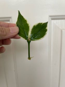 Albo Polyneura plant CUTTING