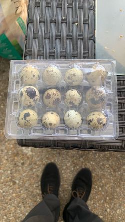jumbo coturnix quail hatching eggs