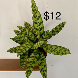 Rattlesnake Plant