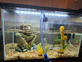 Fish thank pecera
