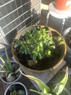 Plants