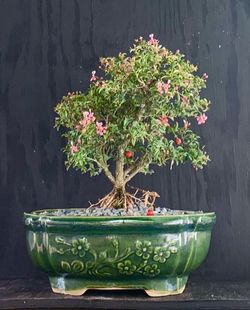 Bonsai Cherry Tree
