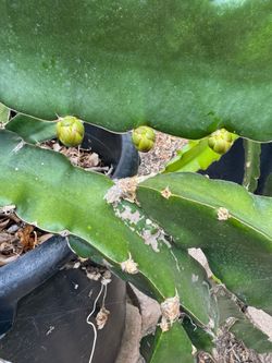 Dragon fruit plant