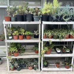  Lots Of Succulents In Pots, 5.00 To 10.00 Dollars 