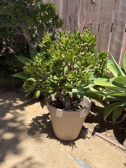 Extra Large Gollum Jade Plant Potted Succulent Cactus