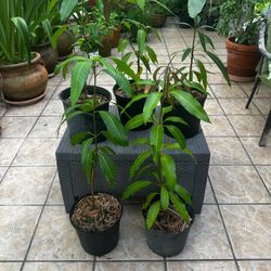 KEITT MANGO Trees