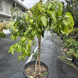 Mango Tree 