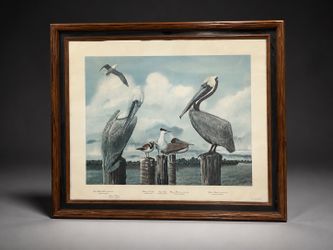 Framed Brown Pelican Coastal Bird Art Print