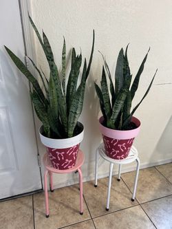Plants for sale  40 each