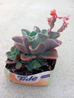 Beautiful Succulent Plant  8.00 Dlls.