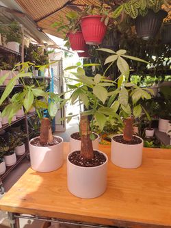 Money Tree