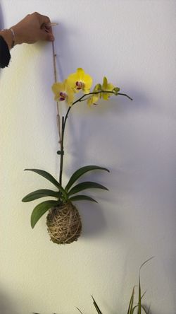 Orchid