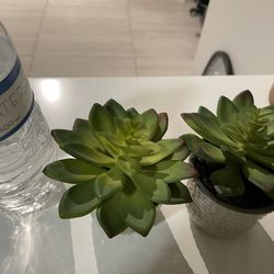 Fake Succulents 