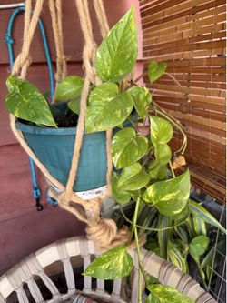 Plant sale prices from $7 / $25