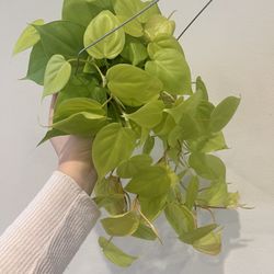 Philodendron Lemon Lime Plant