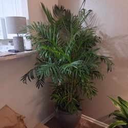 Chamadorea Seifrizii Bamboo Palm