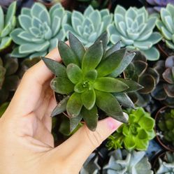 Black Prince Succulent 