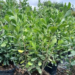 Clusia Hedges 5'ft $40