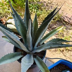 BIG BLUE AGAVE PLANT READY FOR TRASPLANTER MAGUEY PLANTA GRANDE 
