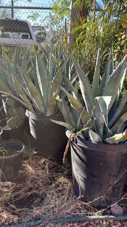 15gallon Blue Agave