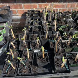 Mammoth Sunflower Starts