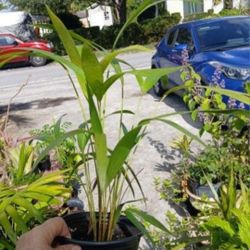 Areca Palms Landscape plant houseplant.