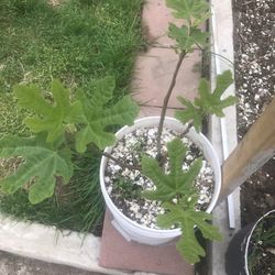 Fig tree