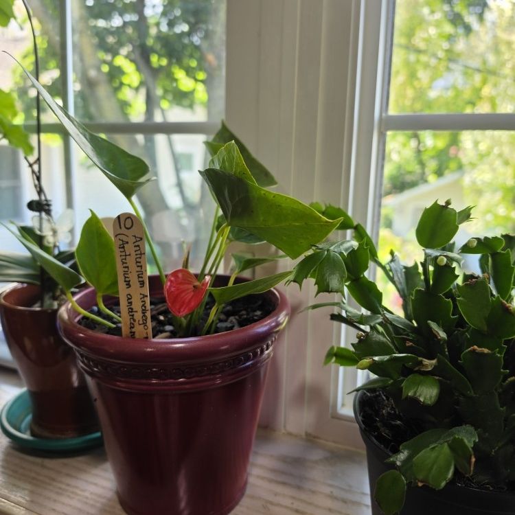 Mini Flamingo Flower for Sale in Chicago, IL - OfferUp