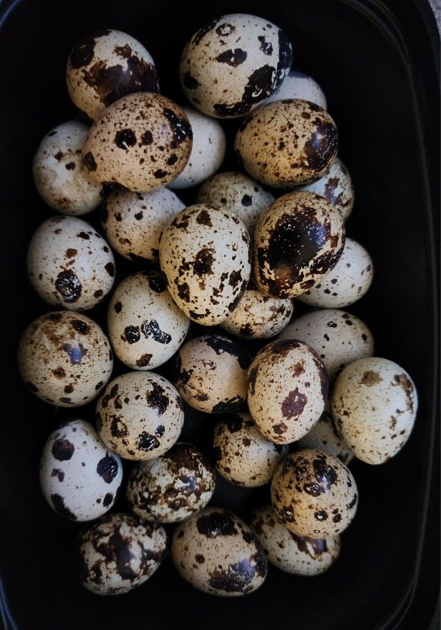 Nest Run Quail Eggs (Hatching And Eating)