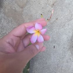 Cutting Plumeria