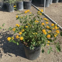 Yellow Lantana Bush