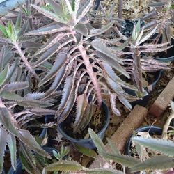 Kalanchoe o Madre De Mil