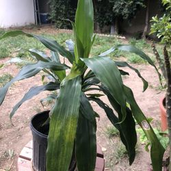 Dracaena House Plant Live