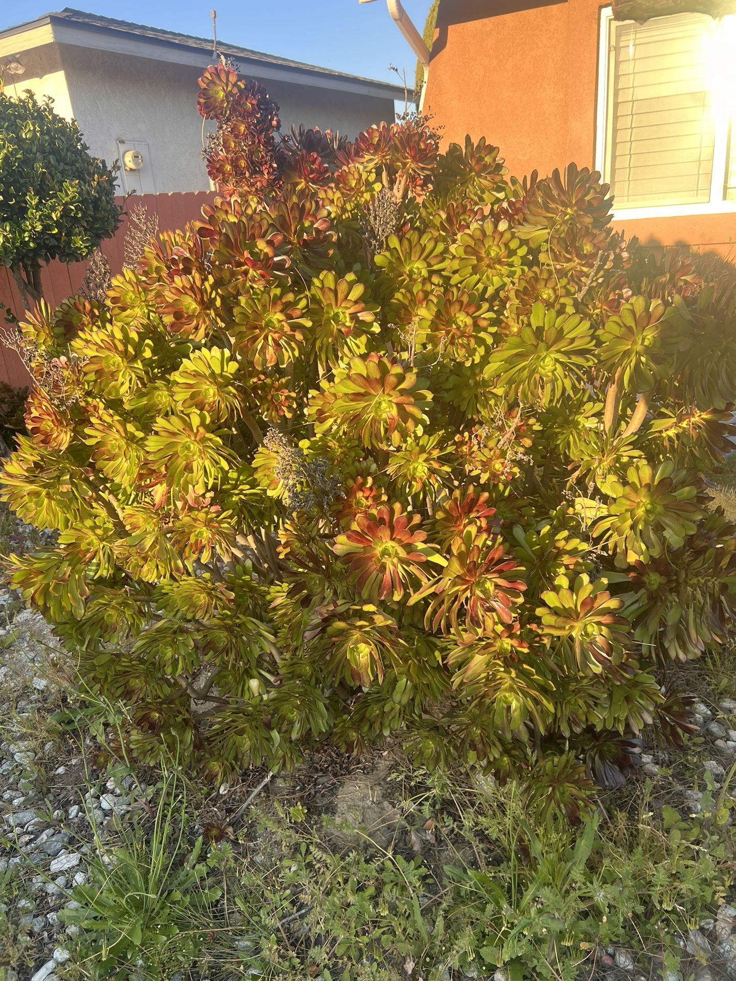 Succulent Cuttings