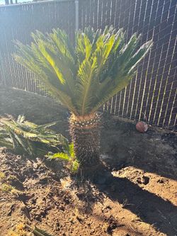 Sago Palm