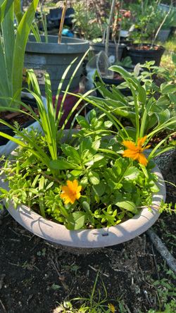 Plants