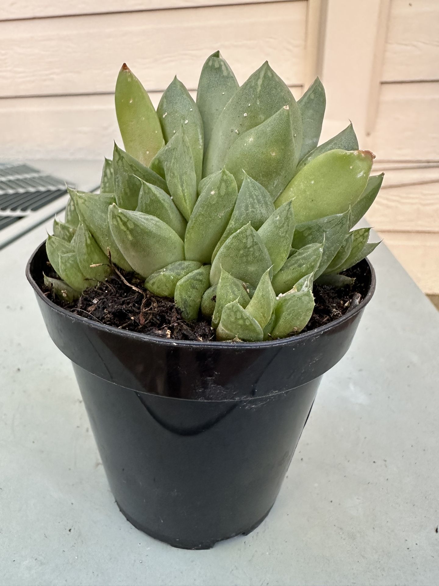 Succulent