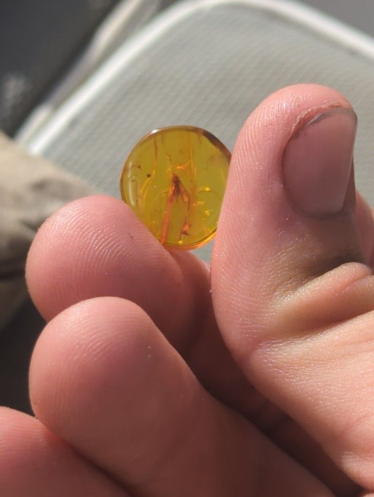 Boltic Amber With Bug Inside