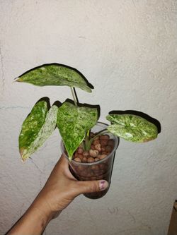 Alocasia odora batik