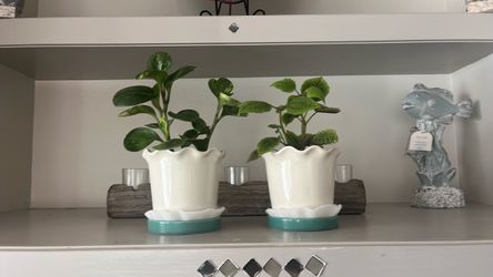 Baby rubber plan and Friendship Pilea plant
