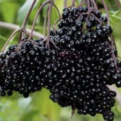American Elderberry Cuttings