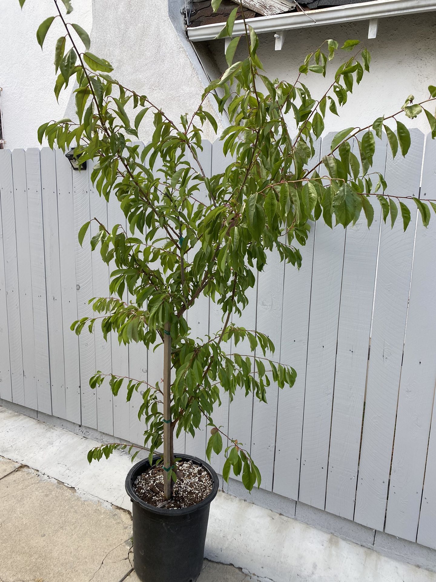 Huge Burgundy Plum Fruit Tree