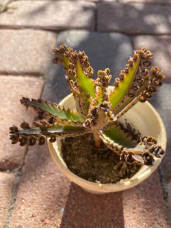 mother of thousands