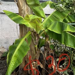 Platano Plant 
