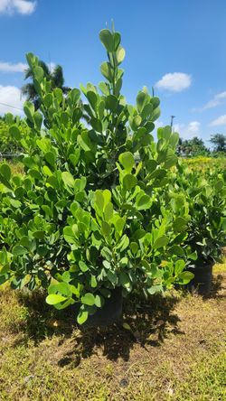 Beautiful Clusias Plants For Inmediate Privacy! About 6 Feet Tall!! Fertilized 