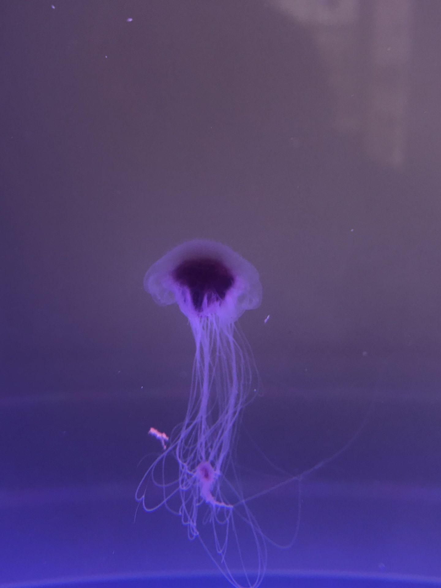 Jellyfish Fish Tank Aquarium Custom Design